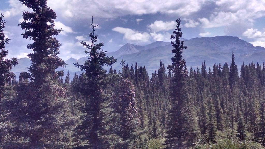 Denali'S Alaskan Spruce Cabins Healy Exterior photo